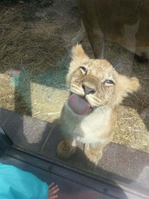 funny animals (9)