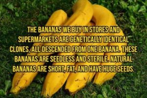 Cool and Interesting Facts #503 (21 photos)