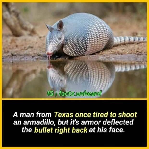 funny random facts (19)