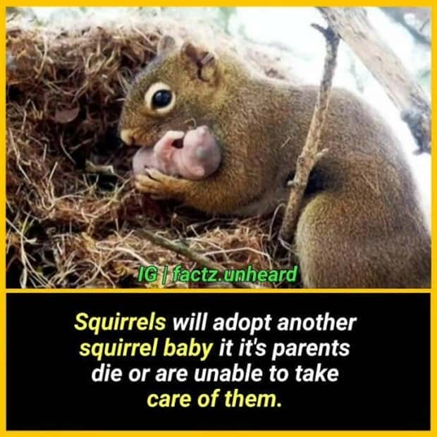 funny random facts (21)
