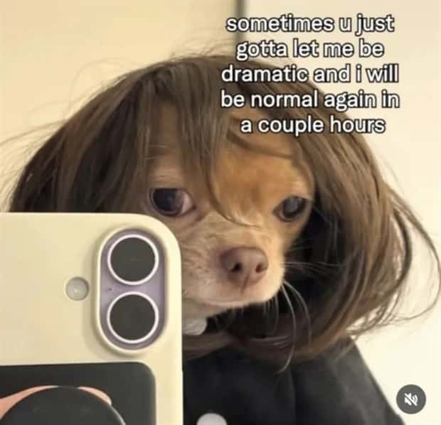 hilarious memes and pics (3)