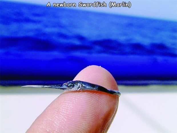 pictures with captions (1)