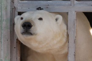 Polar Bears Take Over Abandoned Arctic Station (20 photos)