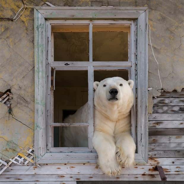 polar bears take over polar station (1)