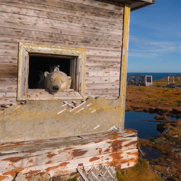 polar bears take over polar station (10)