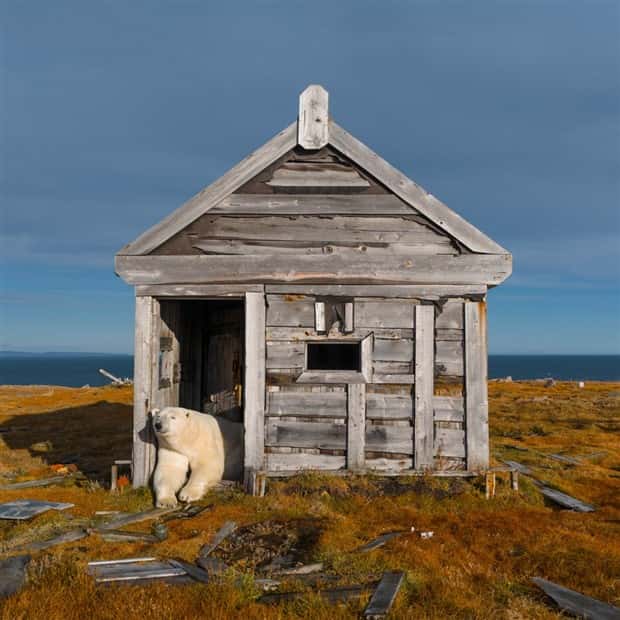 polar bears take over polar station (11)
