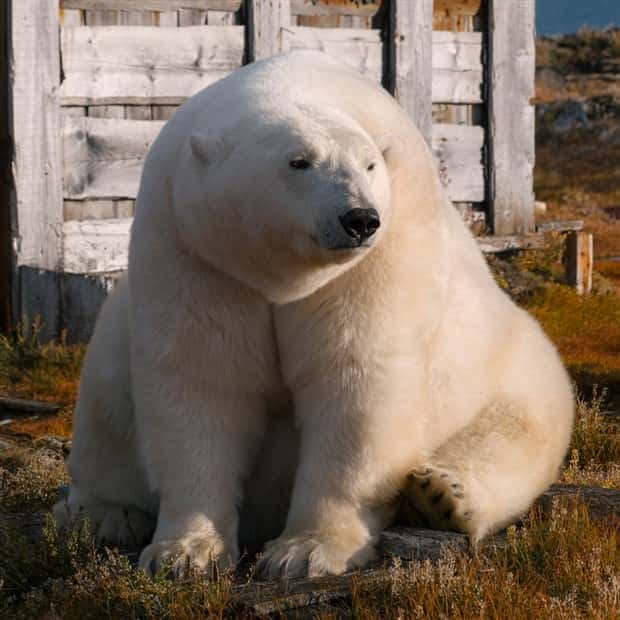 polar bears take over polar station (12)