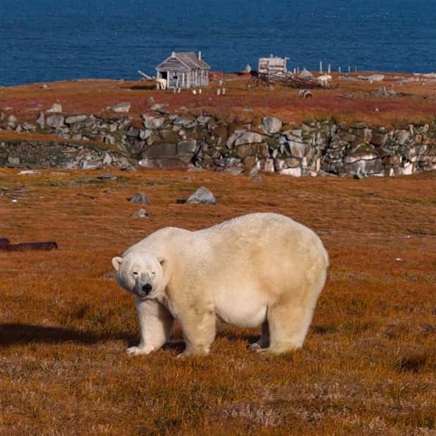 polar bears take over polar station (13)