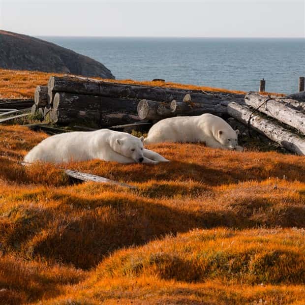 polar bears take over polar station (14)