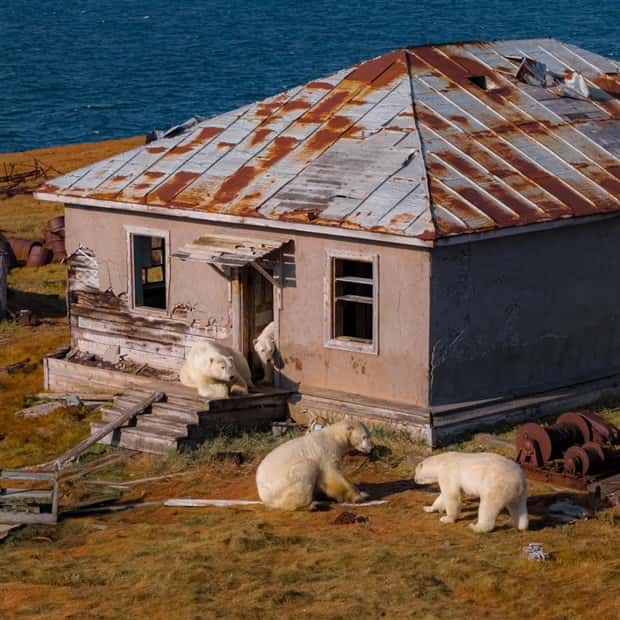 polar bears take over polar station (15)