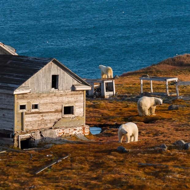 polar bears take over polar station (16)