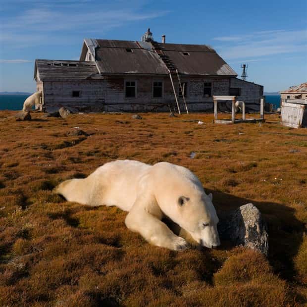 polar bears take over polar station (17)