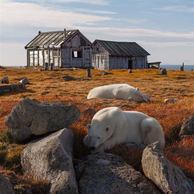 polar bears take over polar station (18)