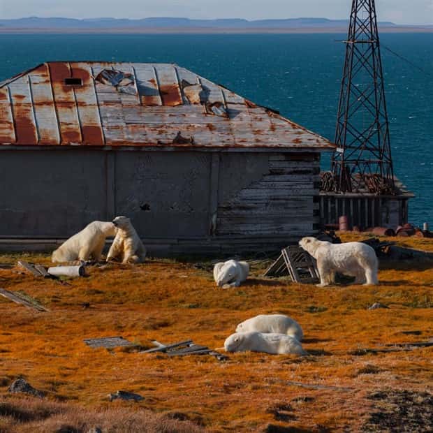 polar bears take over polar station (19)