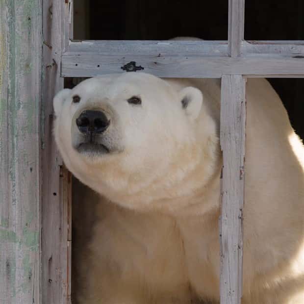 polar bears take over polar station (2)