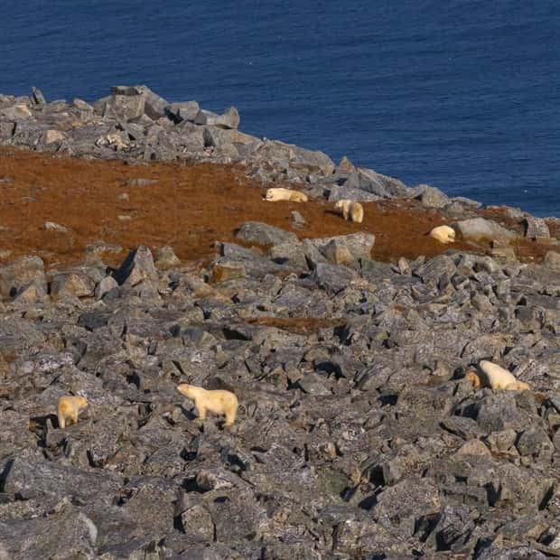 polar bears take over polar station (20)