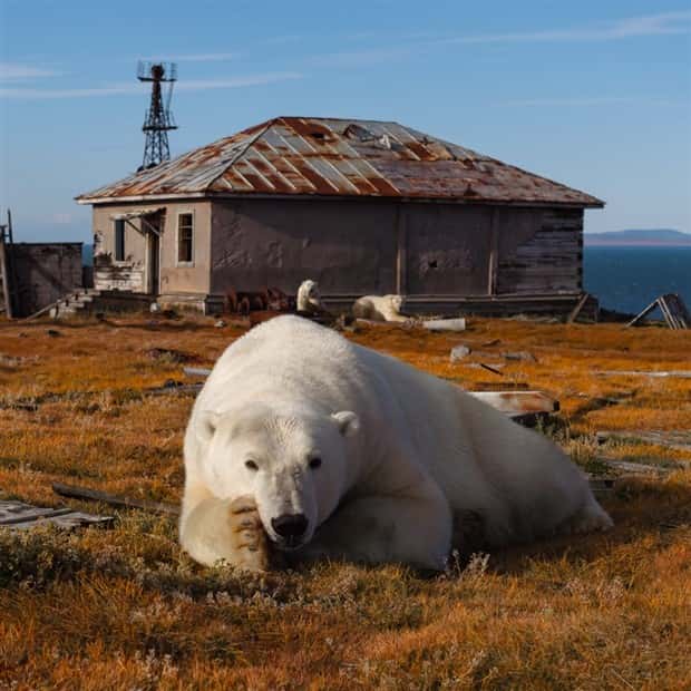 polar bears take over polar station (3)