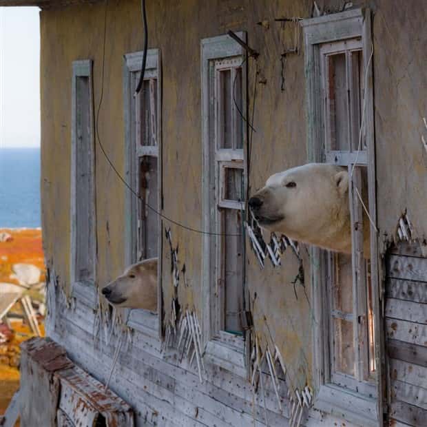 polar bears take over polar station (4)