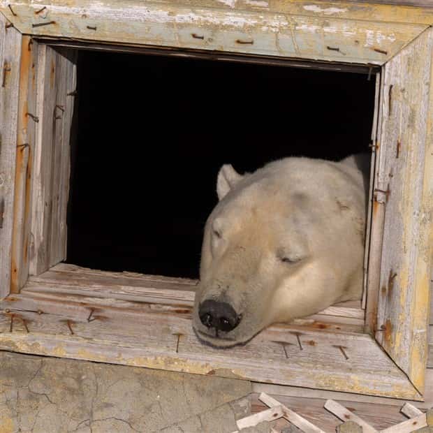 polar bears take over polar station (5)