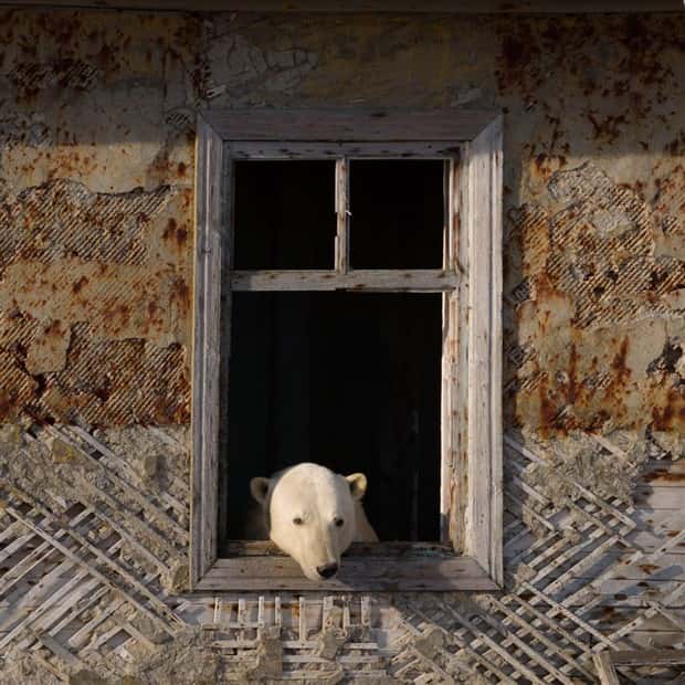 polar bears take over polar station (6)