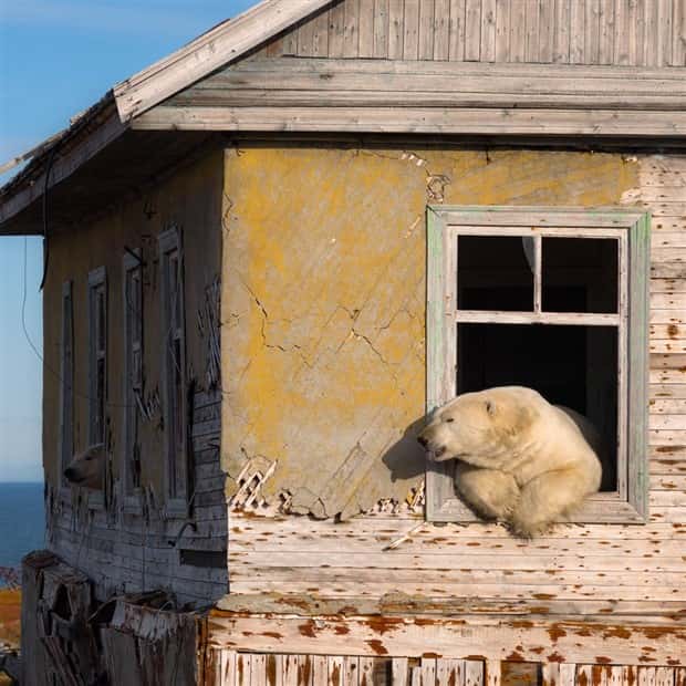 polar bears take over polar station (7)
