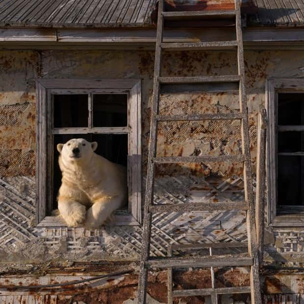 polar bears take over polar station (8)