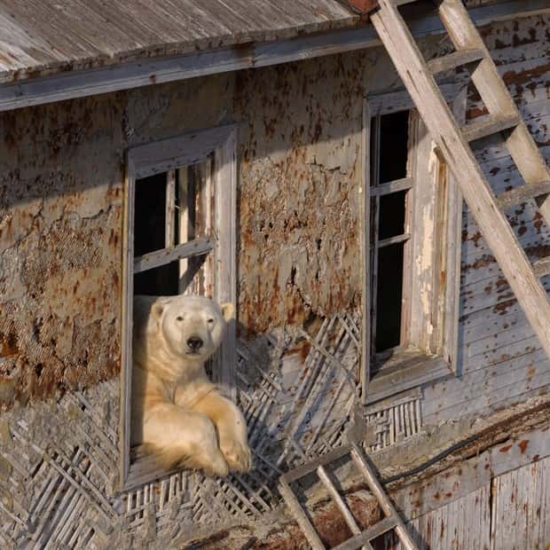 polar bears take over polar station (9)