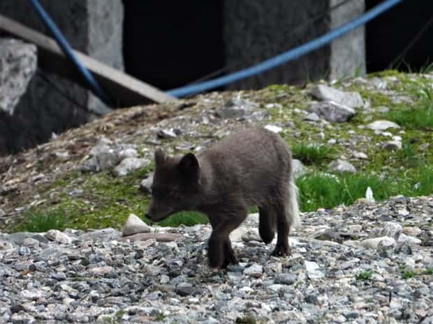 pyramiden arctic (12)