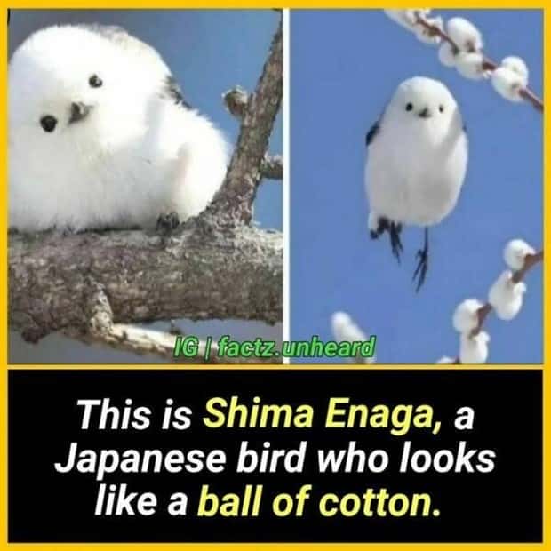 random facts (12)