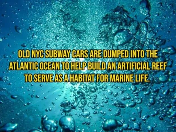 random facts (13)