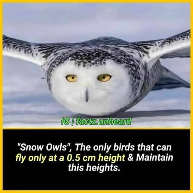 random facts (20)
