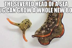 Cool and Interesting Facts #502 (20 photos)