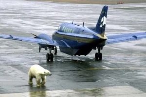 Strange Things People Saw at Airports (18 photos)