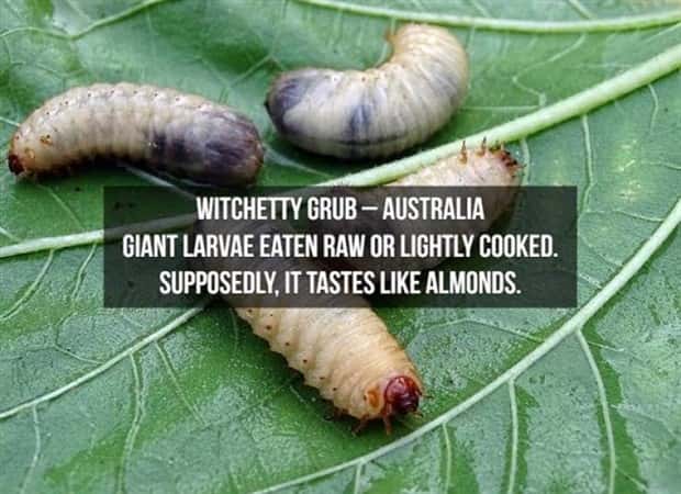 strange foods (17)