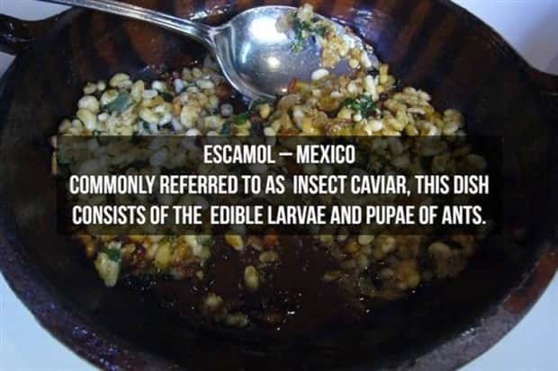 strange foods (8)